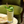Ielādēt galerijā, BAR HOPPER Green Collins